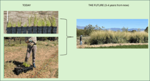 Image of grass hedges