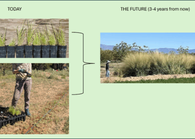 Image of grass hedges